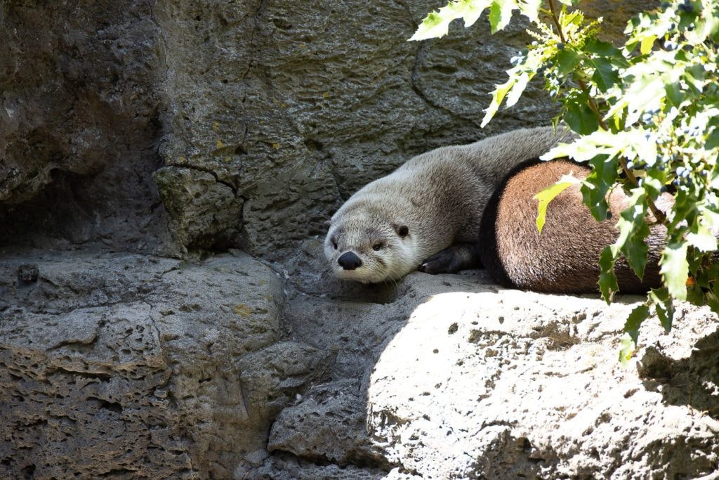 high-desert-museum-011