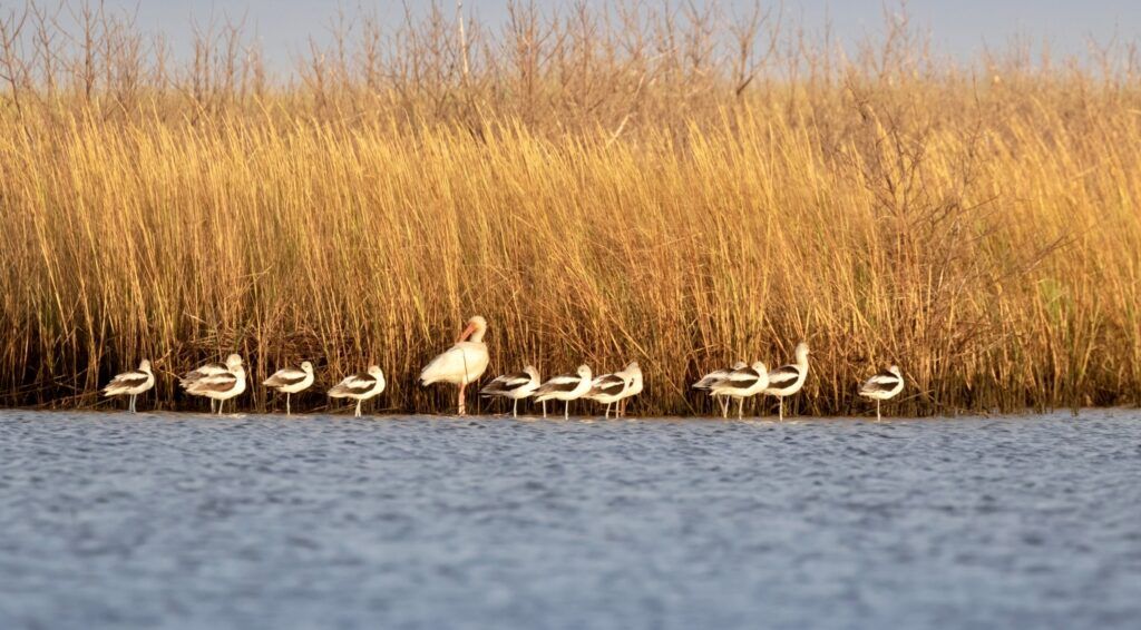 east-end-lagoon-nature-preserve-002
