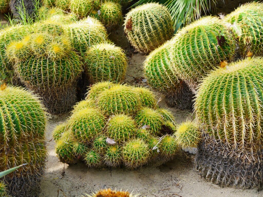 moorten-botanical-garden-002