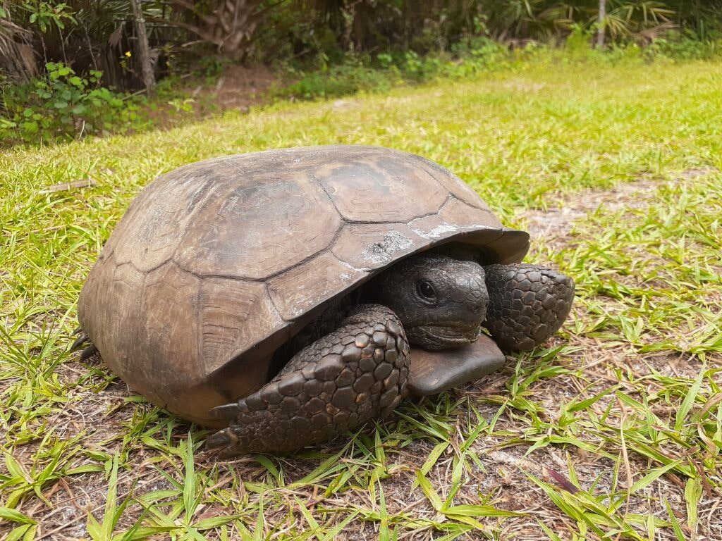 halpatiokee-regional-park-002