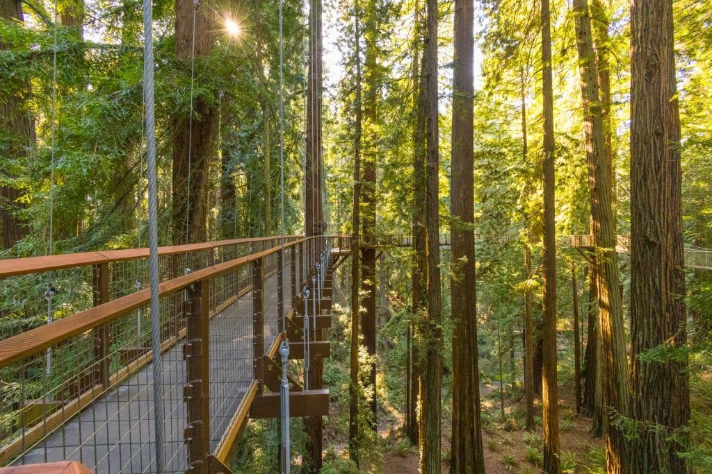 sequoia-park-zoo-and-redwood-sky-walk-009
