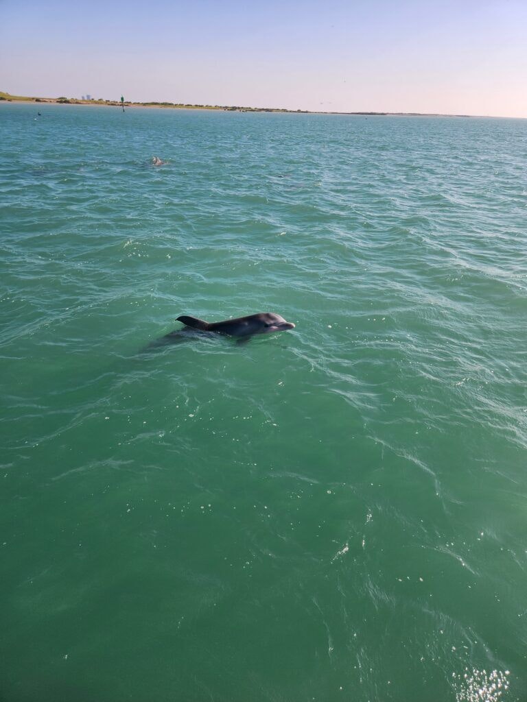 the-original-dolphin-watch-004