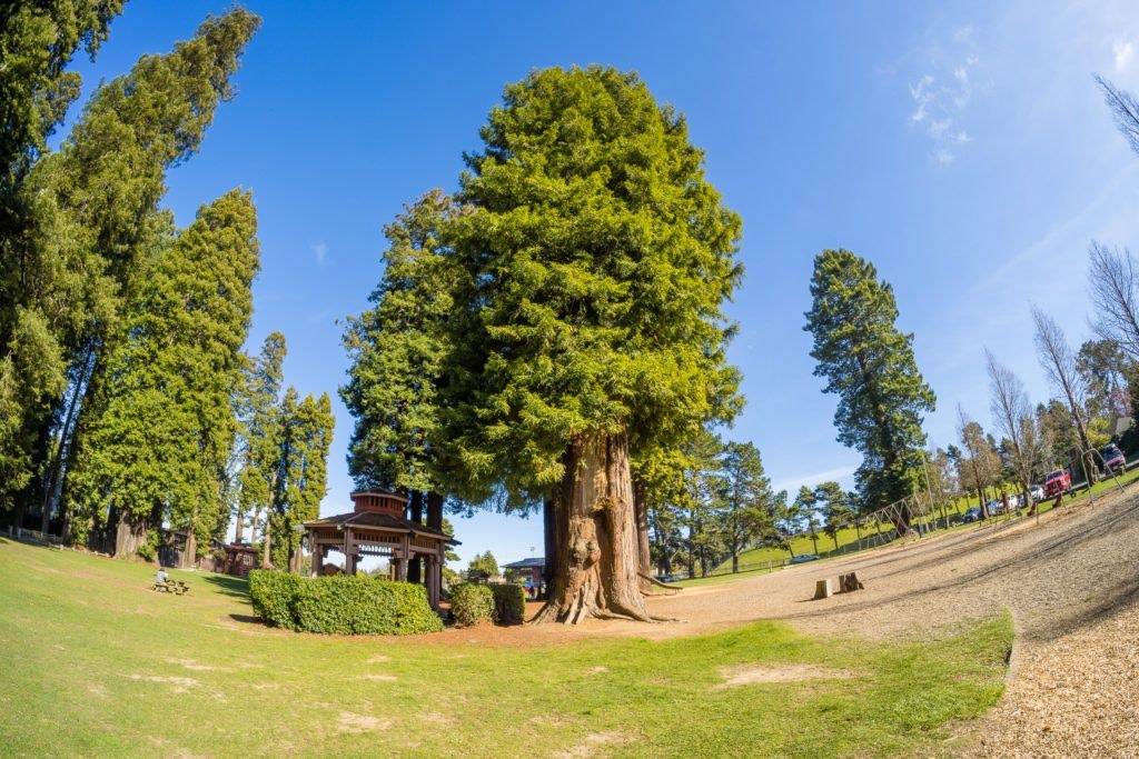 sequoia-park-garden-007