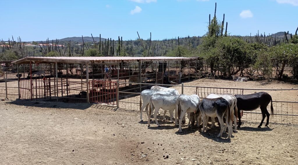 donkey-sanctuary-aruba-004