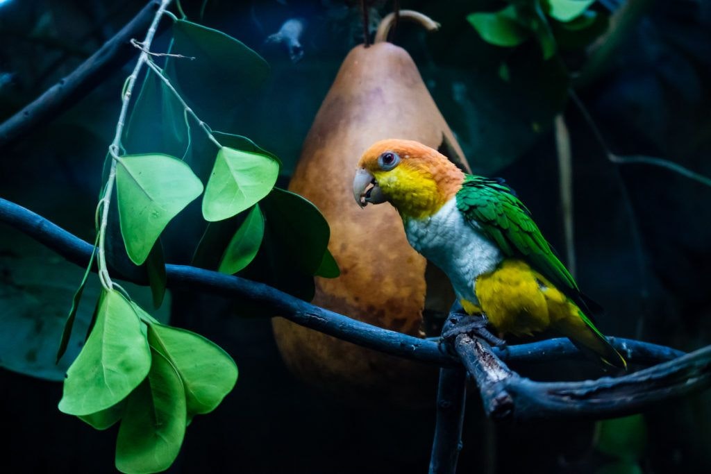 moody-gardens-pyramids-017