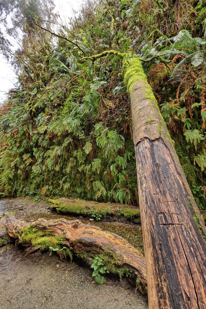 fern-canyon-inside-prairie-creek-redwoods-state-park-005