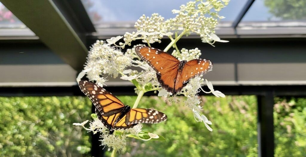 purdy-butterfly-house-004