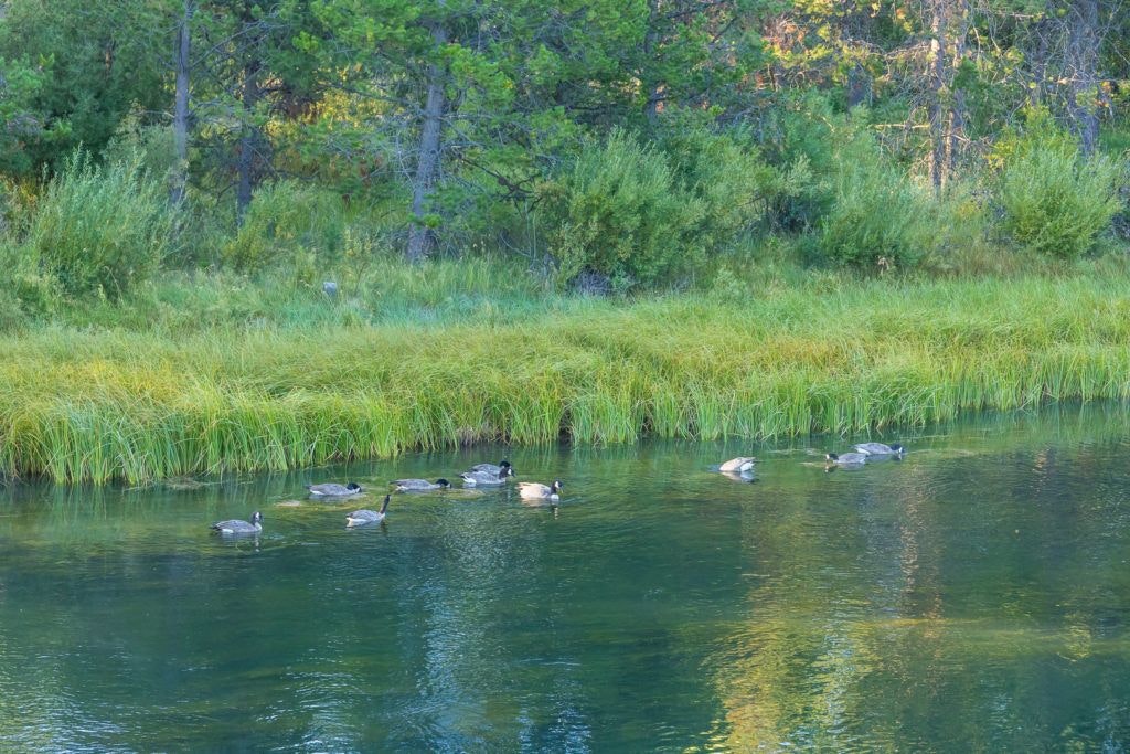 cardinal-landing-bridge-013