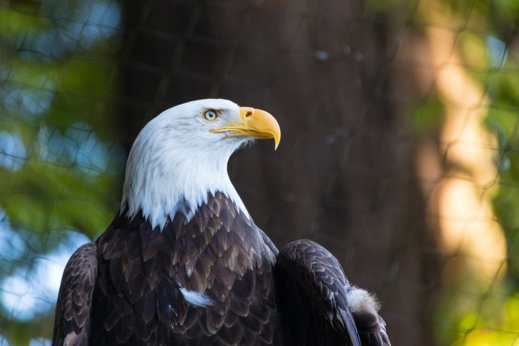 sequoia-park-zoo-and-redwood-sky-walk-018