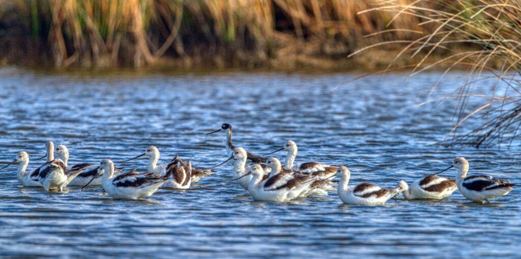 Bolivar Flats Audubon Sanctuary