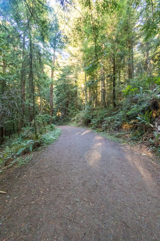 arcata-community-forest-018