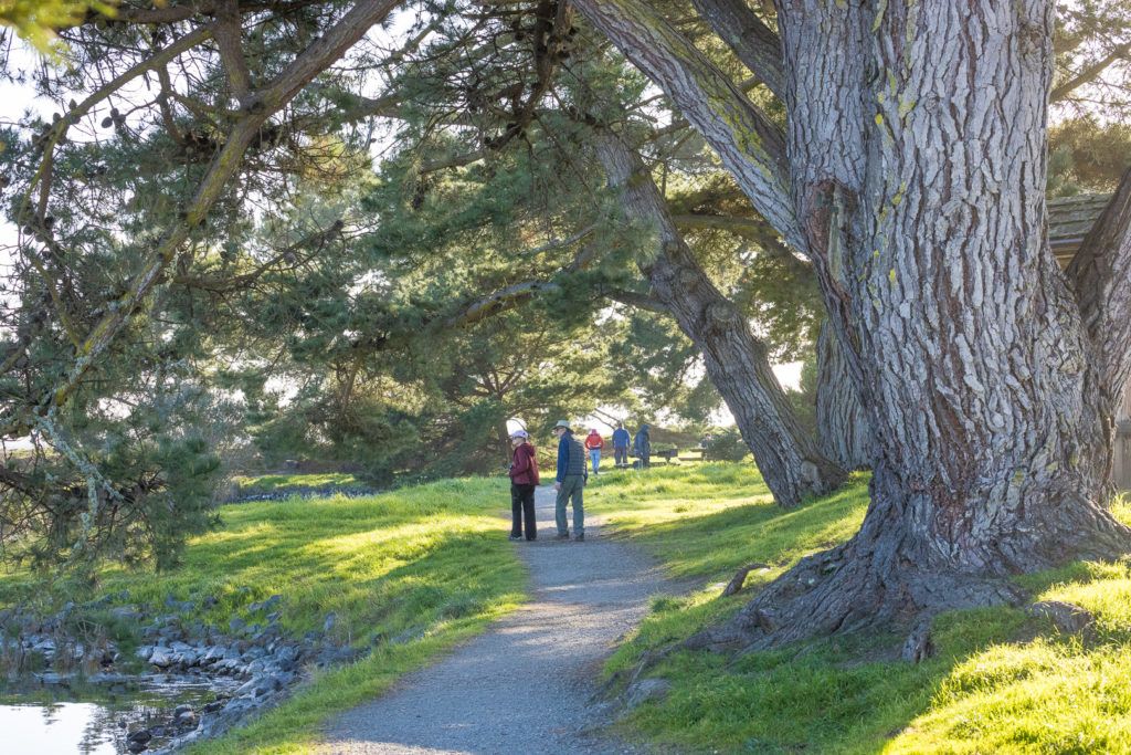 arcata-marsh-and-wildlife-sanctuary-015
