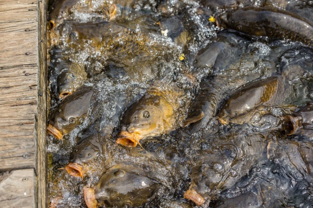 bridgewater-marina-and-pier-021