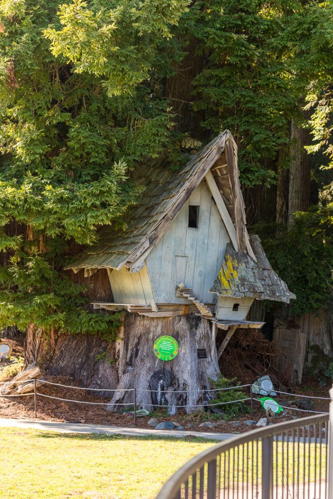 sequoia-park-zoo-and-redwood-sky-walk-025