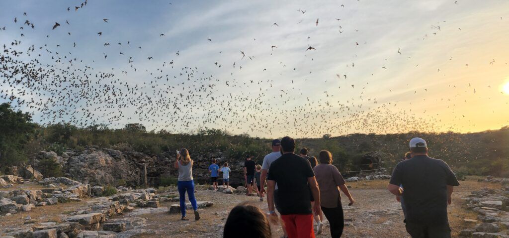 frio-bat-flight-tours-004