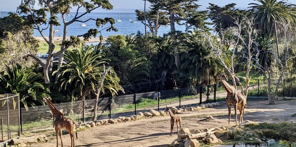 santa-barbara-zoo-002