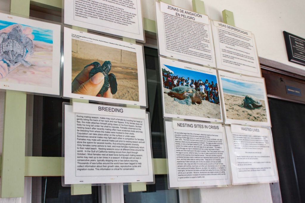 cedo-intercultural-center-for-the-study-of-deserts-and-oceans-008