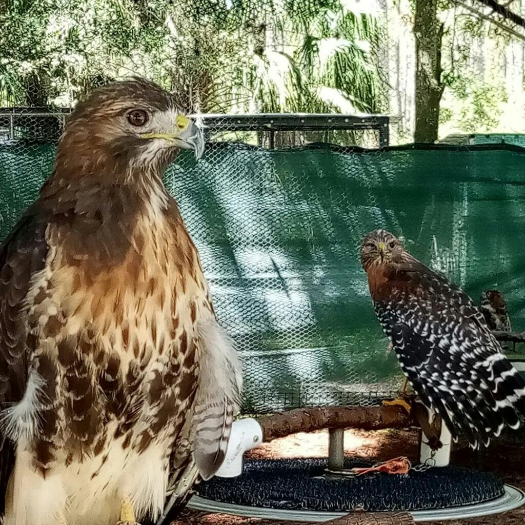 treasure-coast-wildlife-center-003