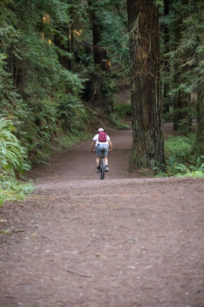 arcata-community-forest-013