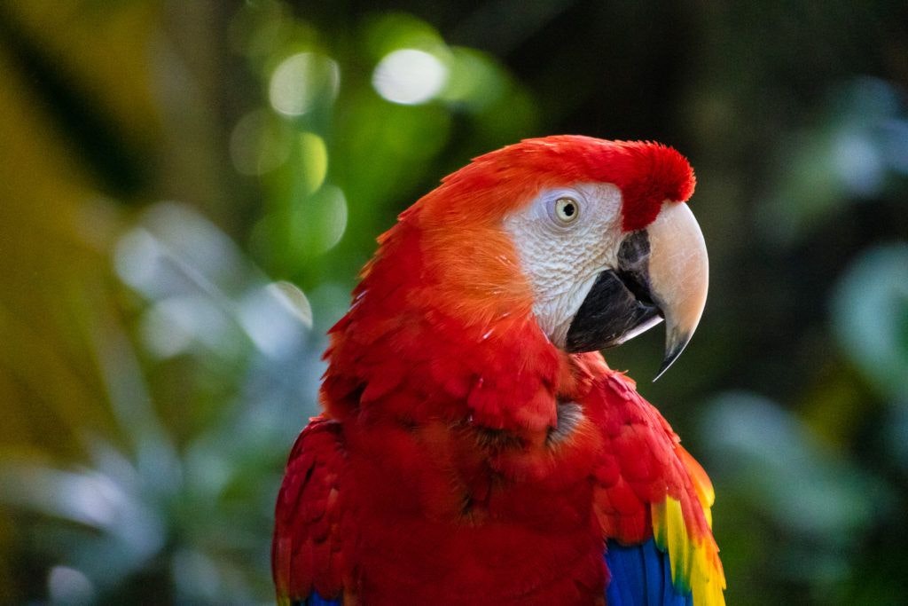 moody-gardens-pyramids-016