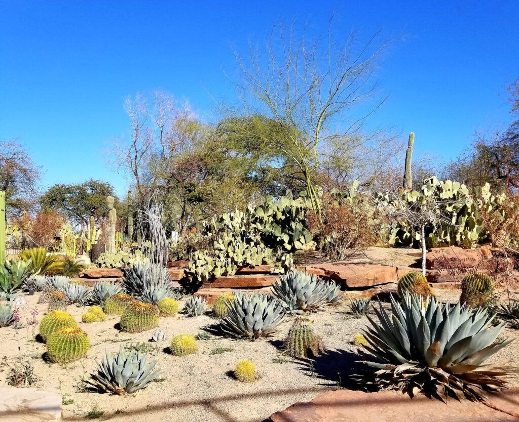 ethel-m-botanical-cactus-garden-004