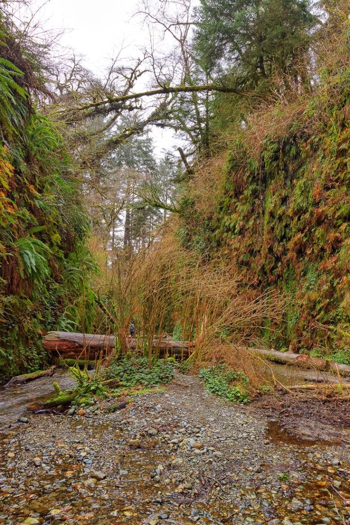fern-canyon-inside-prairie-creek-redwoods-state-park-004