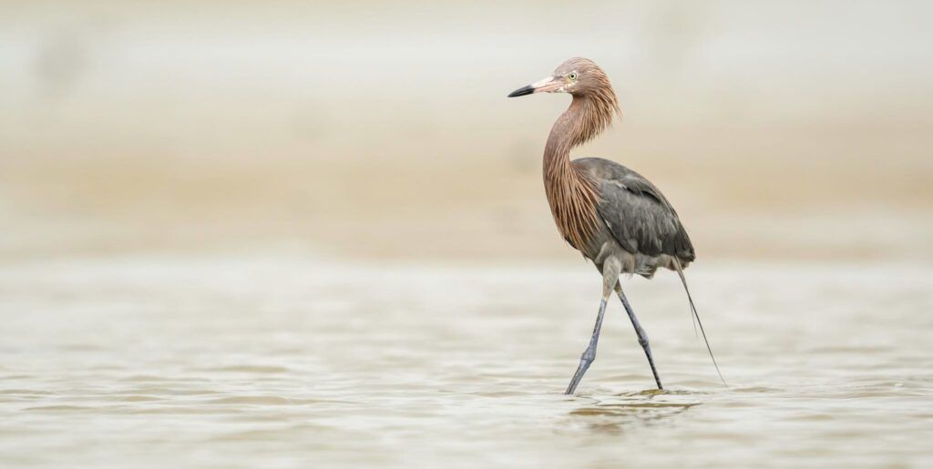 bolivar-flats-audubon-sanctuary-002