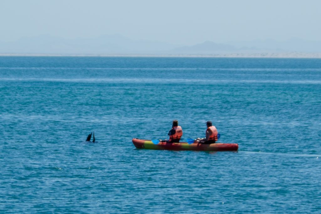 bird-island-isla-san-jorge-020