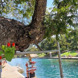 Barton Springs Municipal Pool