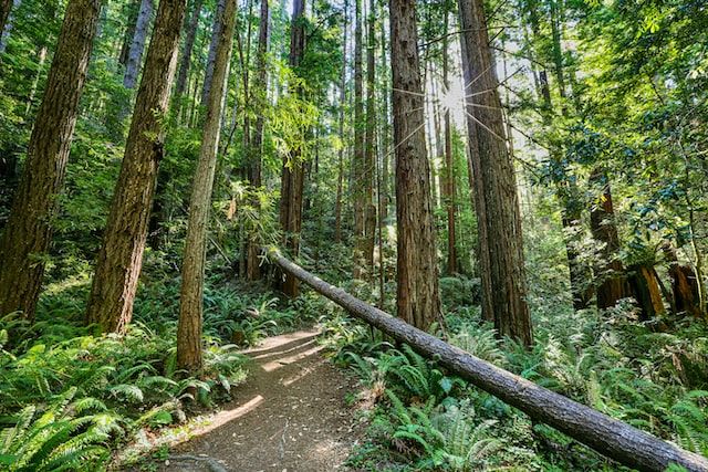 The Four Best Hikes In Redwood National Park