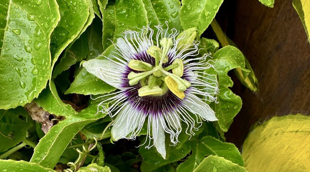 akaka-falls-state-park-003