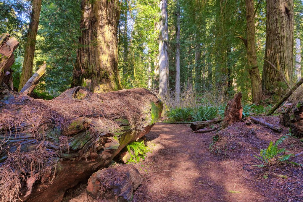 big-tree-wayside-006