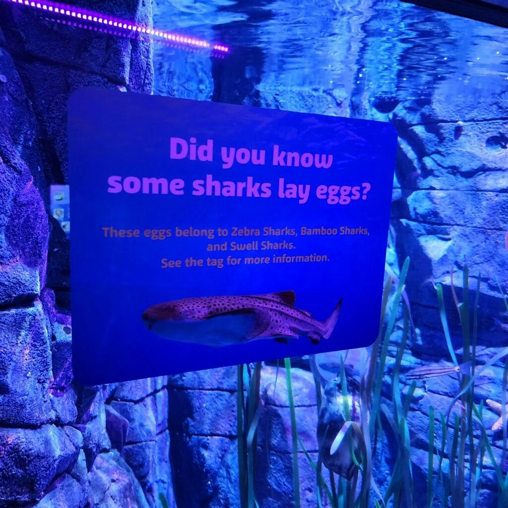 sea-life-aquarium-003