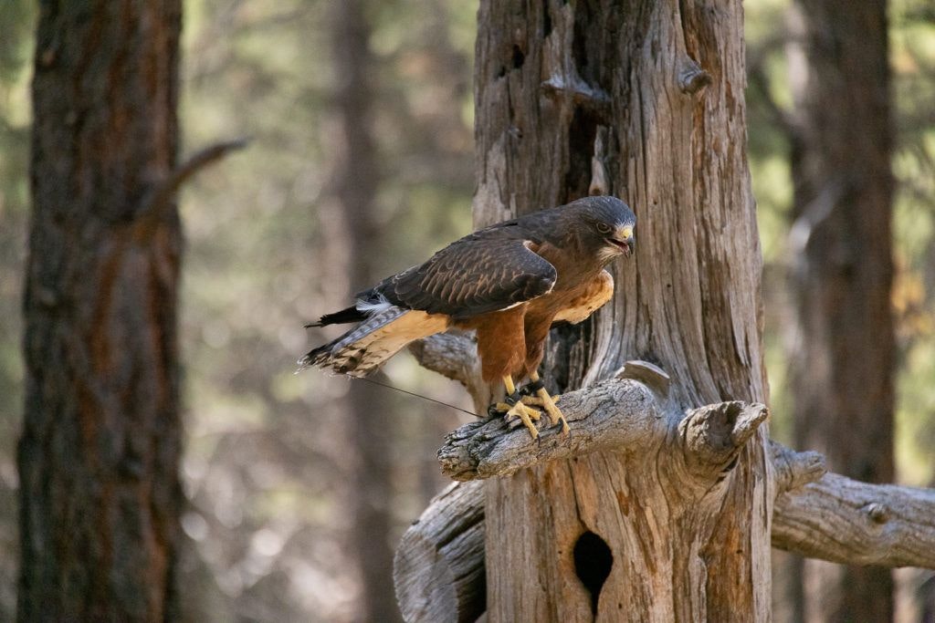 high-desert-museum-005