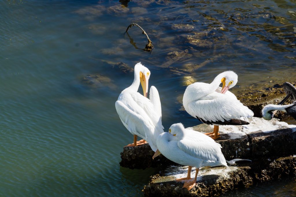 east-end-lagoon-nature-preserve-galveston-022