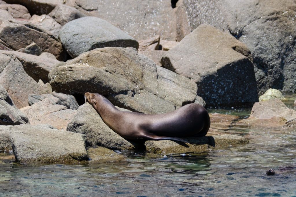 bird-island-isla-san-jorge-031