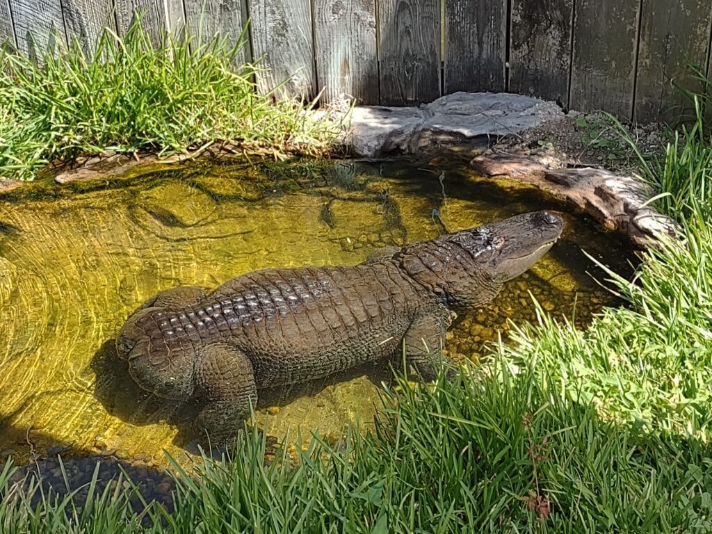 alligator-adventure-003