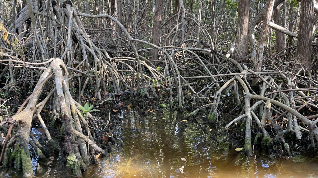 ria-celestun-biosphere-reserve-004