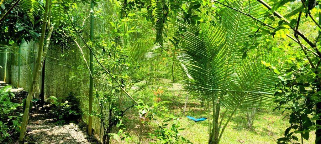 royal-butterflies-002