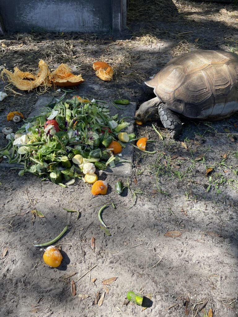 treasure-coast-wildlife-center-002