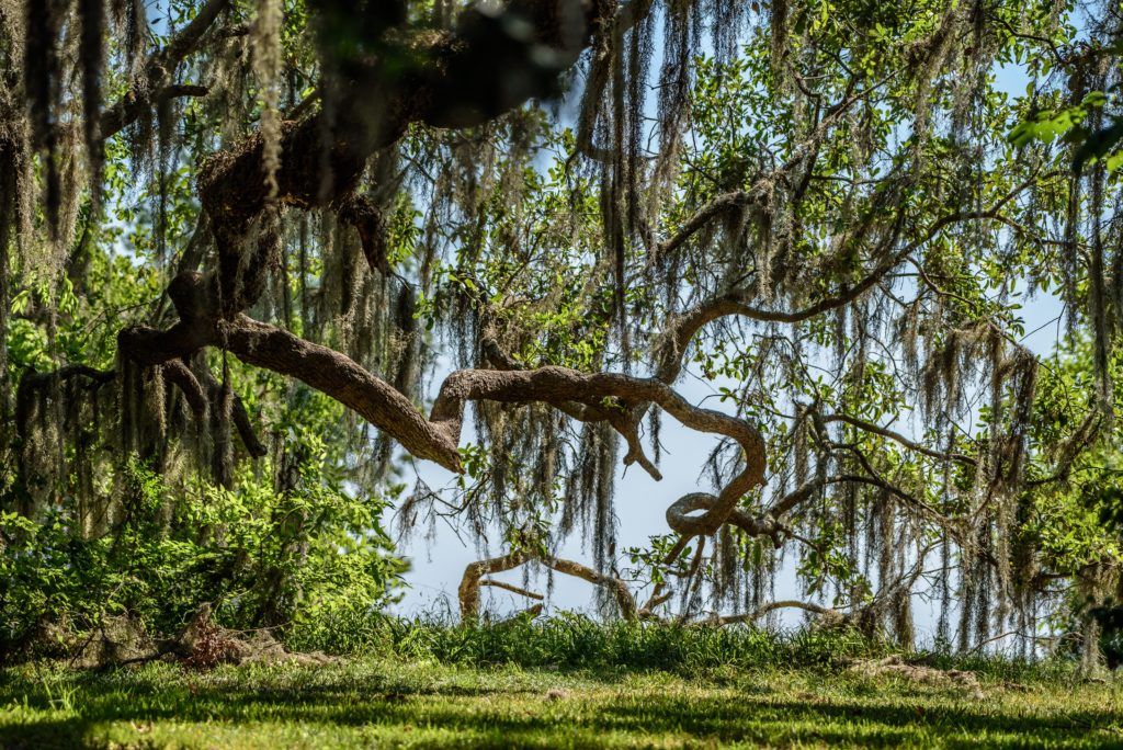 Princess Place Preserve