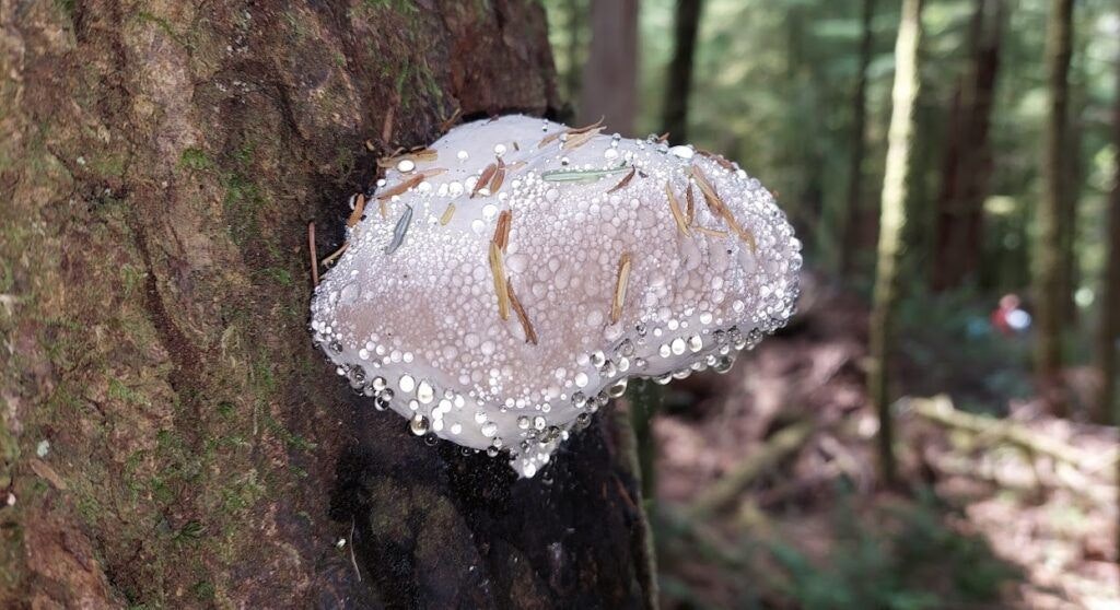 cape-perpetua-scenic-area-004