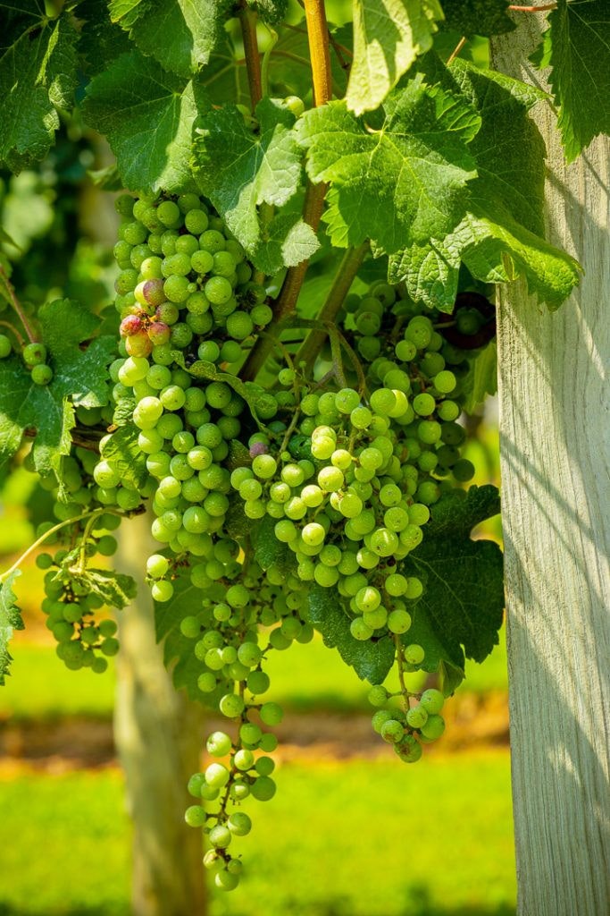 fables-and-feathers-winery-061