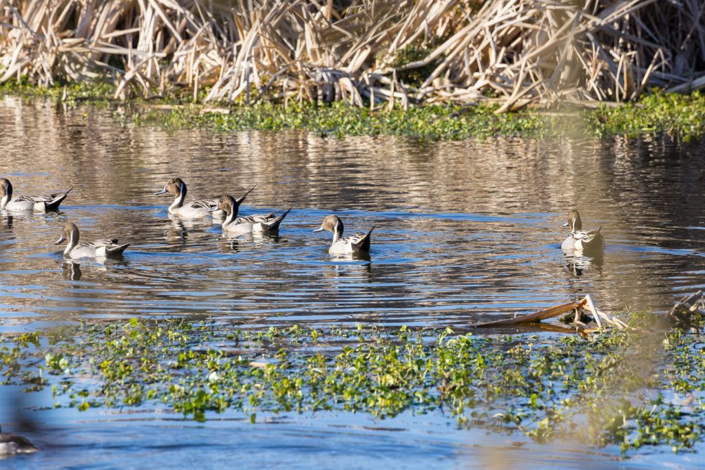arcata-marsh-and-wildlife-sanctuary-016