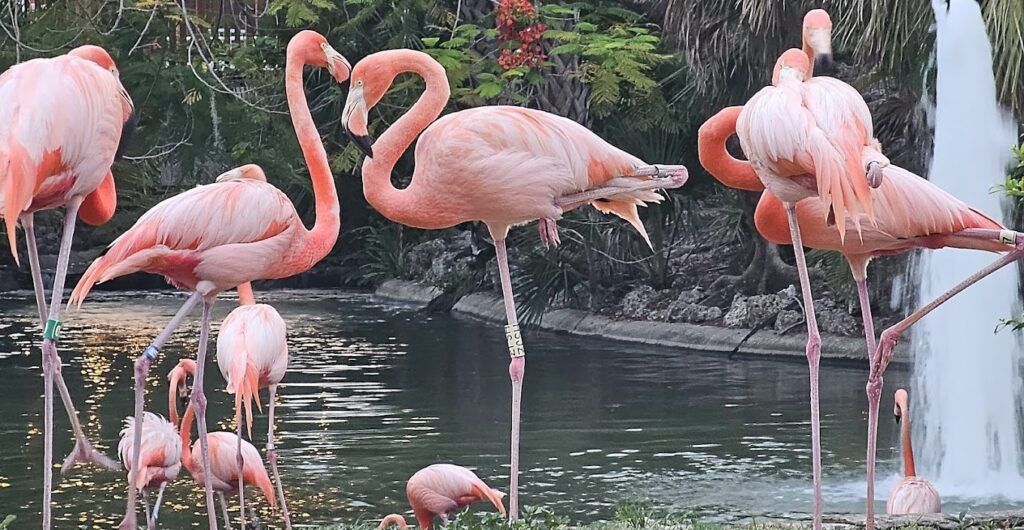 busch-gardens-tampa-bay-002