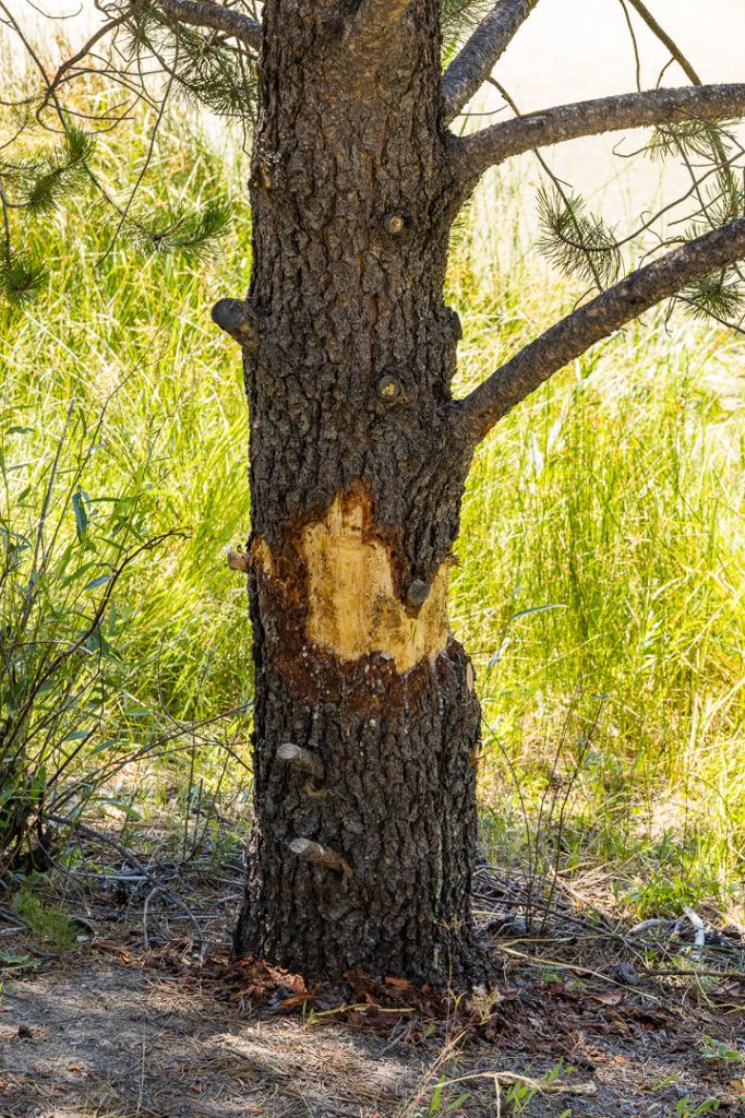 sunriver-nature-center-and-oregon-observatory-033