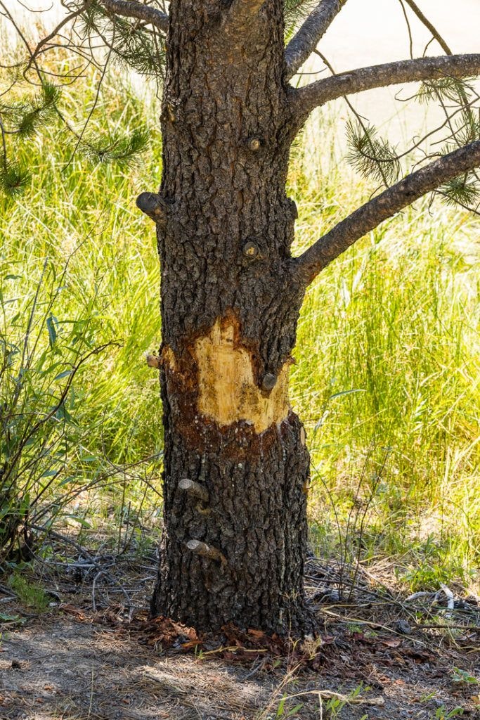 sunriver-nature-center-and-oregon-observatory-033