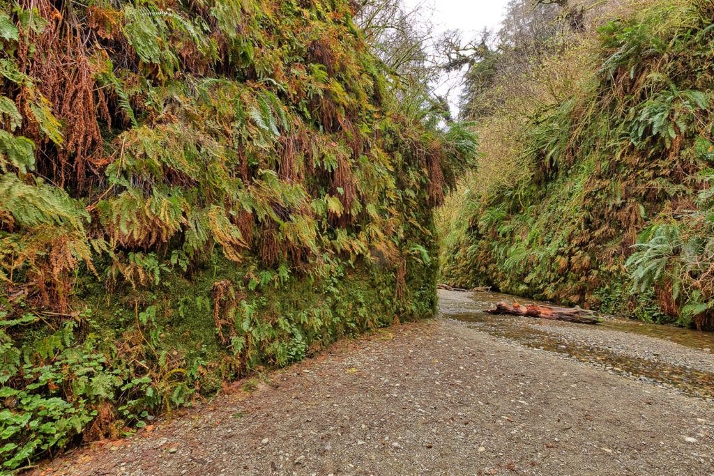 fern-canyon-inside-prairie-creek-redwoods-state-park-013