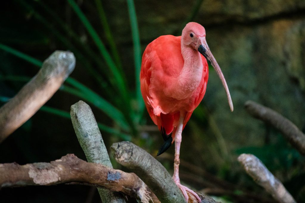 moody-gardens-pyramids-013