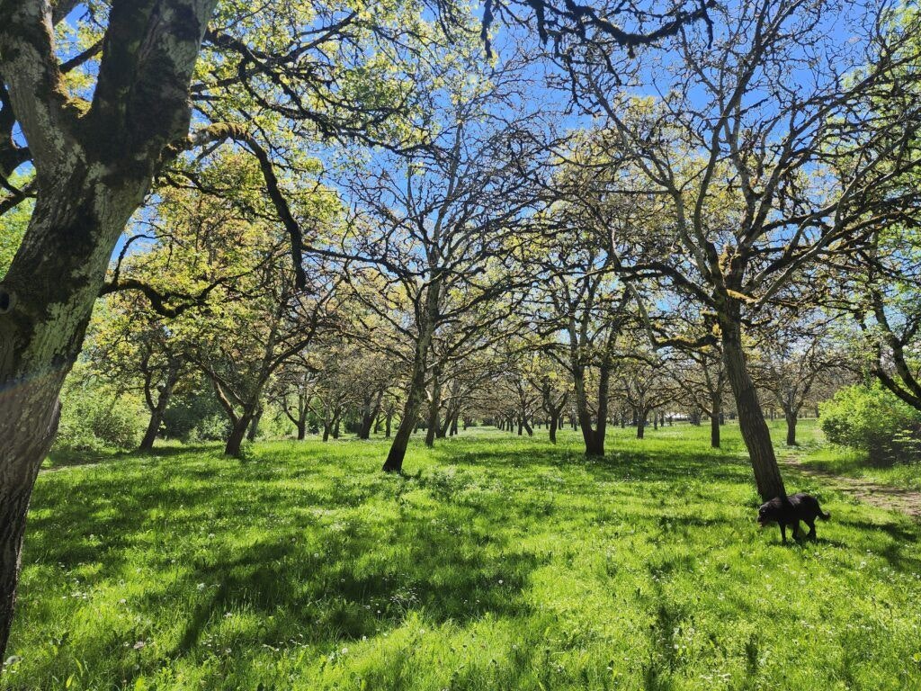 willamette-mission-state-park-002